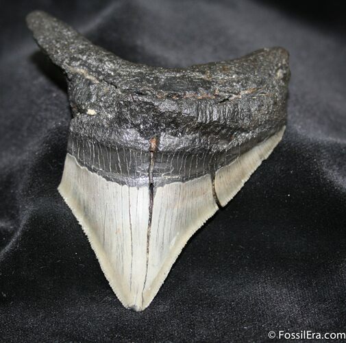 / Inch Megalodon Tooth #687